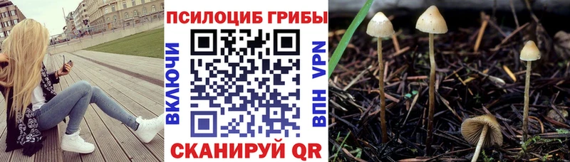 Галлюциногенные грибы Psilocybine cubensis  Невьянск 